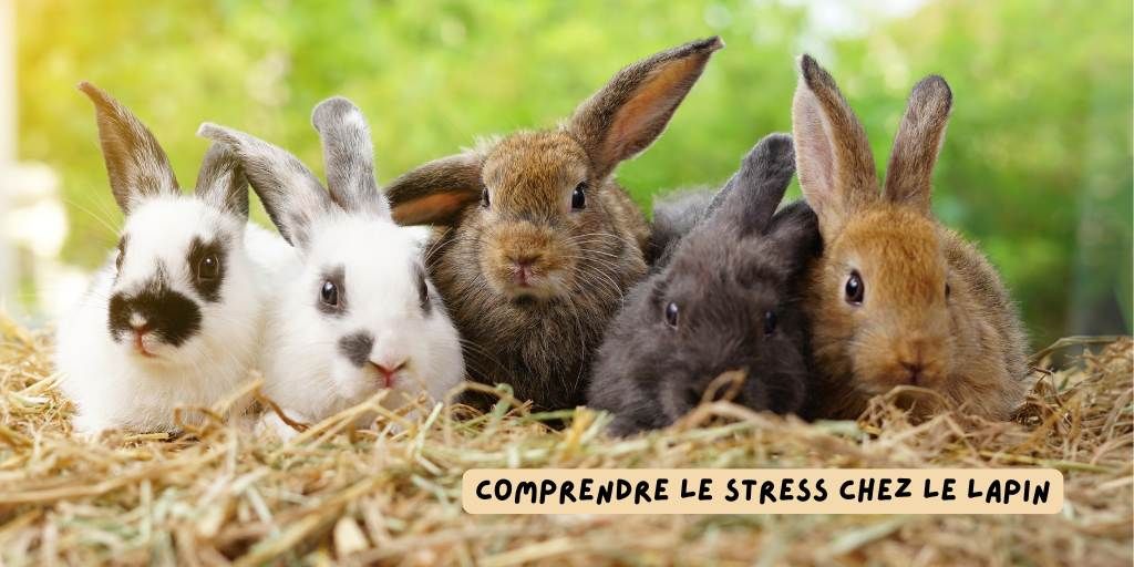 Stress_chez_le_lapin_article_produits-veto