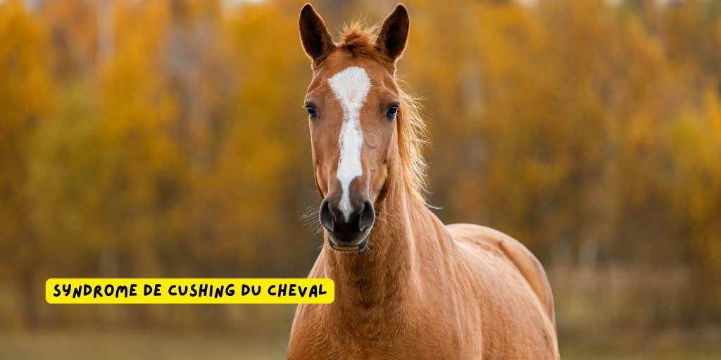 symdrome_cushing_cheval_produits-veto