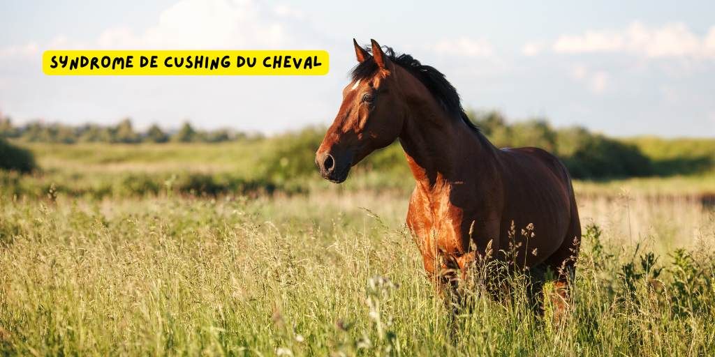 cushing_cheval_produits-veto