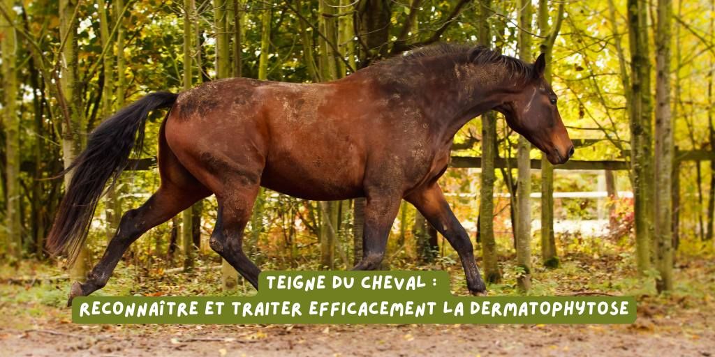 article_teigne_du_cheval_janvier_2026