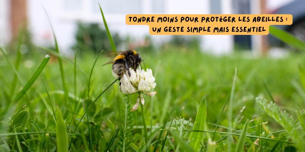 Tondre_abeilles_nature_avril_26