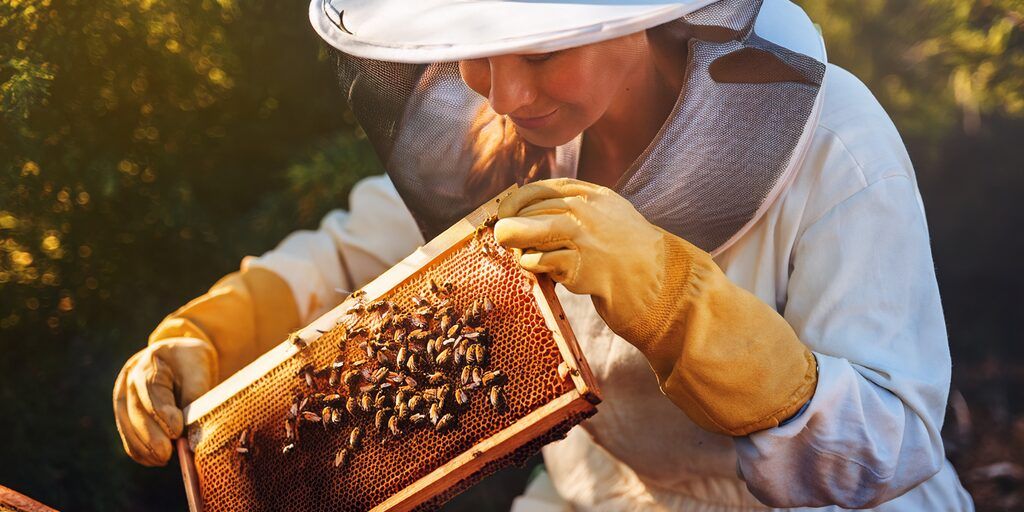 Image principale de l'article Quand et comment traiter les ruches contre le varroa ? avec une apicultrice traitant ses ruches.