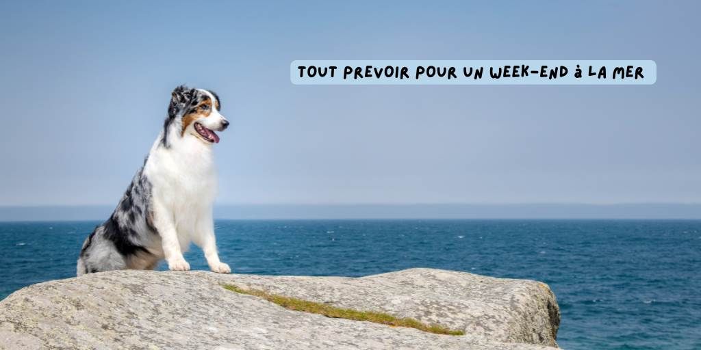 trousse_de_secours_weekend_a_la_mer_produits-veto