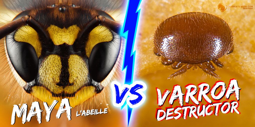 Article  -Varroa - Abeilles Vs Varroa destructor - Produits-veto.com