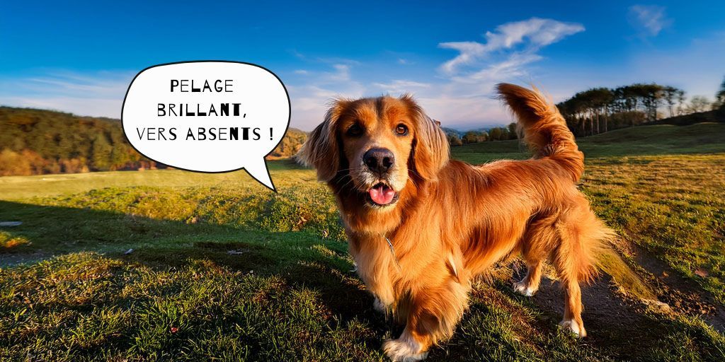 Image mise en avant de l'article sur la fréquence de vermifugation chez le chien avec un pelage sain.