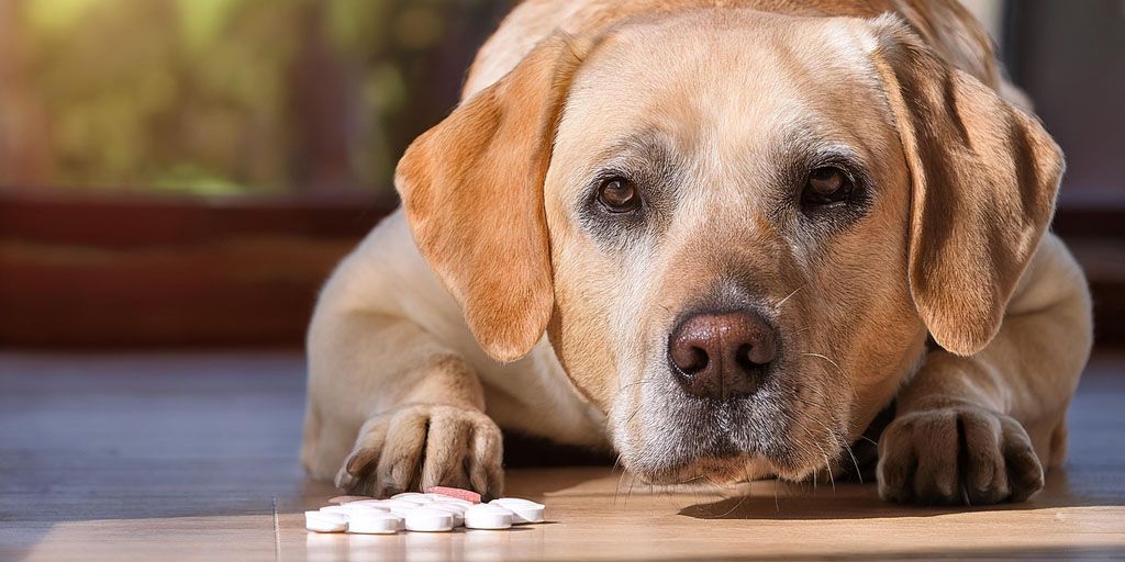 Image mise en avant de l'article sur le vermifuge le plus efficace pour vermifuger son chien.