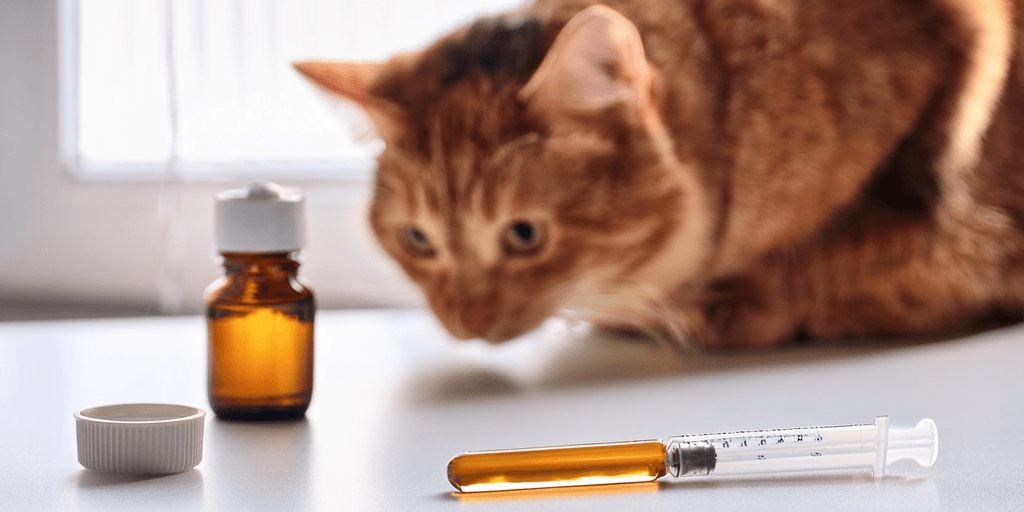 Image principale de l'article Quel est le vermifuge le plus efficace pour un chat ? sur la vermifugation chez le chat.