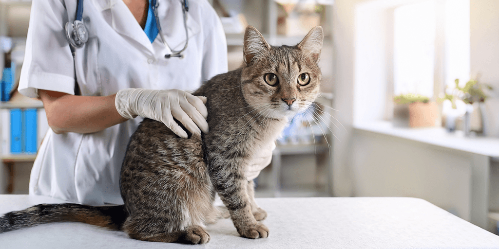 Image principale de l'article Quel est le vermifuge le plus efficace pour un chat ? sur la vermifugation chez le chat.