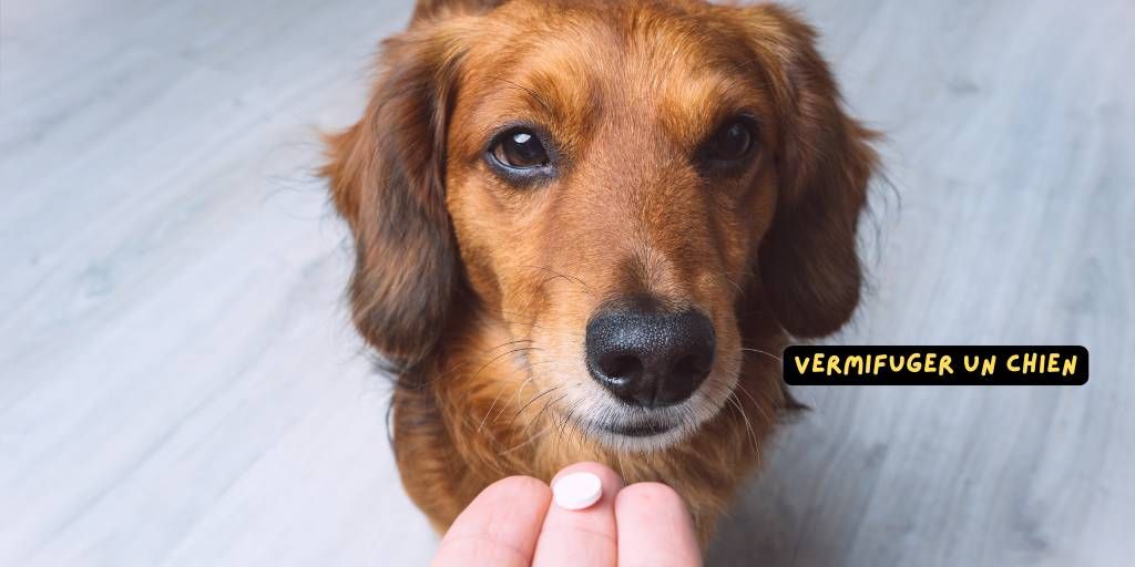 cachet_chien_vermifuge_chien_p-v